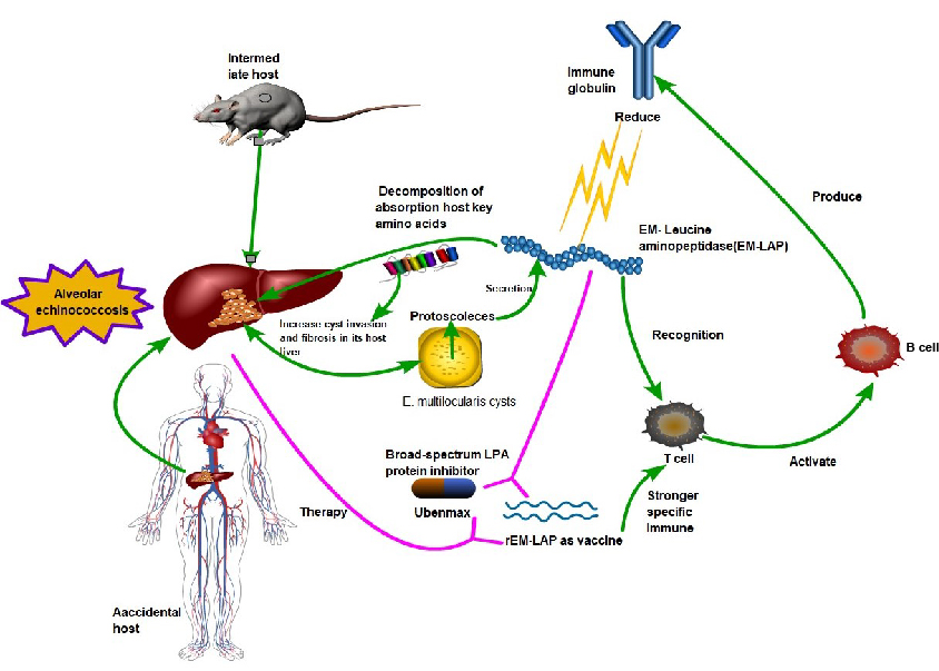 Frontiers In Immunology Frontiers In Immunology